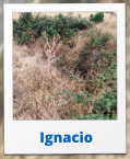 Ignacio