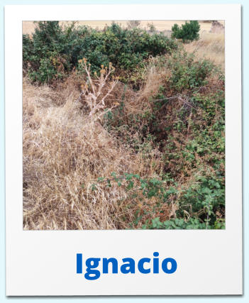 Ignacio