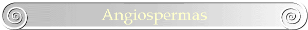 Angiospermas