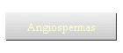 Angiospermas