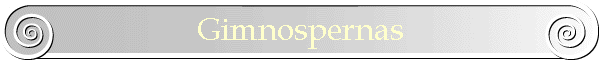 Gimnospernas