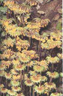 Hep�tica (Marchantia)
